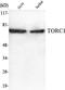 CREB Regulated Transcription Coactivator 1 antibody, STJ98565, St John