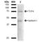 Transcription Factor 4 antibody, LS-C777270, Lifespan Biosciences, Western Blot image 