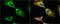 Heat Shock Protein Family B (Small) Member 1 antibody, GTX101145, GeneTex, Immunofluorescence image 