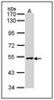 X-Linked Inhibitor Of Apoptosis antibody, AP23632PU-N, Origene, Western Blot image 