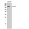 SEC23 Homolog B, Coat Complex II Component antibody, LS-C385995, Lifespan Biosciences, Western Blot image 