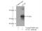 Nuclear Receptor Subfamily 6 Group A Member 1 antibody, 12712-1-AP, Proteintech Group, Immunoprecipitation image 