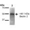 Beclin 2 antibody, SPC-602D-A594, StressMarq, Western Blot image 
