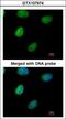 Inositol-Tetrakisphosphate 1-Kinase antibody, LS-C185926, Lifespan Biosciences, Immunocytochemistry image 