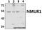 Neuromedin U Receptor 1 antibody, A09256-1, Boster Biological Technology, Western Blot image 