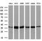Isocitrate Dehydrogenase (NAD(+)) 3 Alpha antibody, GTX84318, GeneTex, Western Blot image 
