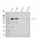 KH-Type Splicing Regulatory Protein antibody, A02770-2, Boster Biological Technology, Western Blot image 