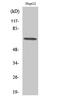 DExD-Box Helicase 52 antibody, A12204, Boster Biological Technology, Western Blot image 