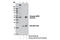 WD Repeat Domain, Phosphoinositide Interacting 2 antibody, 13571S, Cell Signaling Technology, Immunoprecipitation image 