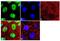 Cullin 2 antibody, 700179, Invitrogen Antibodies, Immunofluorescence image 