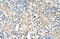 PSA antibody, orb330478, Biorbyt, Immunohistochemistry paraffin image 