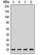 CD160 Molecule antibody, orb412687, Biorbyt, Western Blot image 