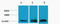 Histone H3 antibody, STJ97216, St John