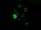 Pseudouridine Synthase 7 antibody, NBP2-03112, Novus Biologicals, Immunofluorescence image 