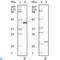 Apolipoprotein A5 antibody, LS-C812495, Lifespan Biosciences, Enzyme Linked Immunosorbent Assay image 