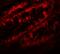 Periphilin 1 antibody, LS-B9596, Lifespan Biosciences, Immunofluorescence image 