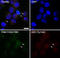 PYD And CARD Domain Containing antibody, AP5631, ECM Biosciences, Western Blot image 