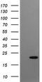 Crystallin Gamma C antibody, CF505801, Origene, Western Blot image 