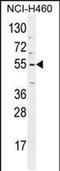 Tripartite Motif Containing 65 antibody, PA5-48285, Invitrogen Antibodies, Western Blot image 