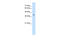 Wnt Family Member 2B antibody, 29-545, ProSci, Enzyme Linked Immunosorbent Assay image 