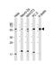 Thioredoxin Reductase 1 antibody, 61-354, ProSci, Western Blot image 