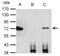 X-Ray Repair Cross Complementing 6 antibody, NBP2-19311, Novus Biologicals, Immunoprecipitation image 