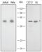 Annexin A7 antibody, AF3926, R&D Systems, Western Blot image 