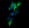 Mitogen-Activated Protein Kinase Kinase 1 antibody, LS-C174657, Lifespan Biosciences, Immunofluorescence image 