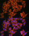 Myosin VI antibody, 14-756, ProSci, Immunofluorescence image 