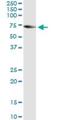 Tripartite Motif Containing 16 antibody, H00010626-M01, Novus Biologicals, Immunoprecipitation image 