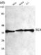 Nucleophosmin 1 antibody, STJ98470, St John