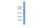 Target Of Myb1 Membrane Trafficking Protein antibody, PA5-43767, Invitrogen Antibodies, Western Blot image 