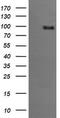 Phosphoinositide-3-Kinase Regulatory Subunit 5 antibody, LS-C174534, Lifespan Biosciences, Western Blot image 