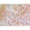 CKLF Like MARVEL Transmembrane Domain Containing 6 antibody, LS-C387066, Lifespan Biosciences, Immunohistochemistry paraffin image 