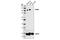 Melanoma Cell Adhesion Molecule antibody, 13475S, Cell Signaling Technology, Western Blot image 