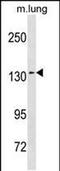 SEC31 Homolog A, COPII Coat Complex Component antibody, PA5-49283, Invitrogen Antibodies, Western Blot image 