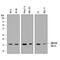 Ubiquitin Conjugating Enzyme E2 N antibody, AF8197, R&D Systems, Western Blot image 