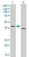 Tissue factor antibody, LS-C197177, Lifespan Biosciences, Western Blot image 