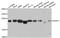 Serine And Arginine Rich Splicing Factor 3 antibody, A6067, ABclonal Technology, Western Blot image 