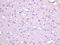 Complement Factor D antibody, orb156818, Biorbyt, Immunohistochemistry paraffin image 
