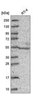Nuclear Receptor Subfamily 6 Group A Member 1 antibody, HPA045145, Atlas Antibodies, Western Blot image 