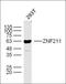 Zinc Finger Protein 211 antibody, orb158789, Biorbyt, Western Blot image 