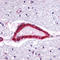 Apelin Receptor antibody, LS-A64, Lifespan Biosciences, Immunohistochemistry paraffin image 