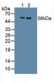 Tamm-Horsfall urinary glycoprotein antibody, LS-C298583, Lifespan Biosciences, Western Blot image 