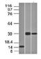 Choriogonadotropin subunit beta antibody, orb387962, Biorbyt, Western Blot image 