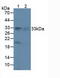 Peroxiredoxin 4 antibody, LS-C295864, Lifespan Biosciences, Western Blot image 