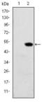 Retinol Binding Protein 4 antibody, GTX60427, GeneTex, Western Blot image 