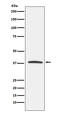 Killer Cell Lectin Like Receptor G1 antibody, M02084, Boster Biological Technology, Western Blot image 