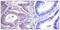 Vimentin antibody, SPC-1338D-APC, StressMarq, Immunohistochemistry frozen image 
