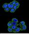 Ubiquinol-Cytochrome C Reductase, Rieske Iron-Sulfur Polypeptide 1 antibody, PA5-48253, Invitrogen Antibodies, Immunofluorescence image 